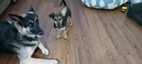 Nugget, a male Chihuahua for sale in Searcy, AR – 4 of 5