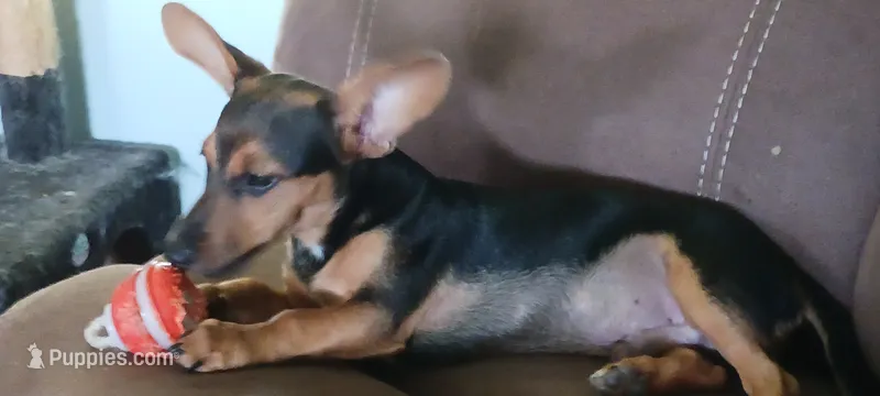 Nugget – Chihuahua puppy for sale in Searcy, AR