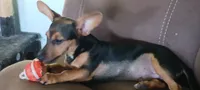 Nugget, a male Chihuahua for sale in Searcy, AR – 1 of 5