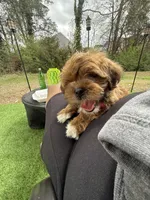 Gigi, a female Shihpoo for sale in Charlotte, NC – Photo 2 of 4
