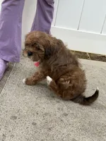 Gigi, a female Shihpoo for sale in Charlotte, NC – Photo 3 of 4