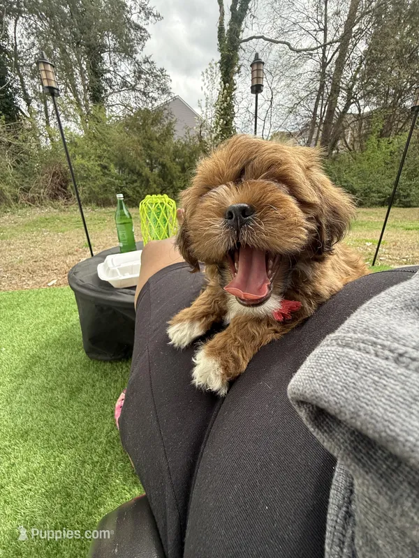 Gigi – Shihpoo puppy for sale in Charlotte, NC
