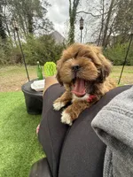 Gigi, a female Shihpoo for sale in Charlotte, NC – Photo 1 of 4