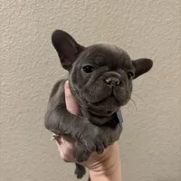 French Bulldog puppy, a female French Bulldog for sale in Arvada, CO – Photo 2 of 5