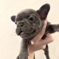 French Bulldog puppy, a female French Bulldog for sale in Arvada, CO – Photo 4 of 5