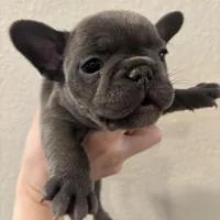 French Bulldog puppy, a female French Bulldog for sale in Arvada, CO – Photo 5 of 5