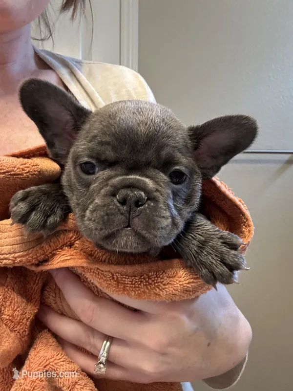 French Bulldog puppy