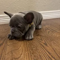 French Bulldog puppies, a male French Bulldog for sale in Arvada, CO – Photo 3 of 6