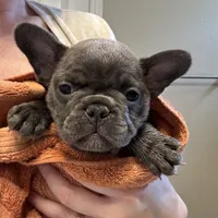 French Bulldog puppies, a male French Bulldog for sale in Arvada, CO – Photo 2 of 6