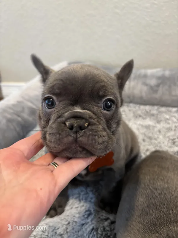 French Bulldog puppies