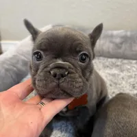 French Bulldog puppies, a male French Bulldog for sale in Arvada, CO – Photo 1 of 6