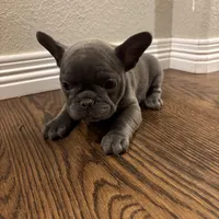 French Bulldog puppies, a male French Bulldog for sale in Arvada, CO – Photo 4 of 6