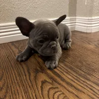 French Bulldog puppies, a male French Bulldog for sale in Arvada, CO – Photo 5 of 6