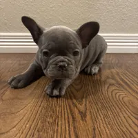 French Bulldog puppies, a male French Bulldog for sale in Arvada, CO – Photo 6 of 6