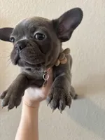 Frenchie puppy, a female French Bulldog for sale in Arvada, CO – Photo 3 of 4