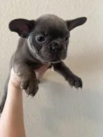 Frenchie puppy, a female French Bulldog for sale in Arvada, CO – Photo 2 of 4