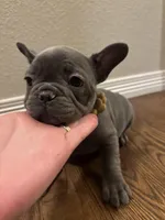 French Bulldog puppy, a female French Bulldog for sale in Arvada, CO – Photo 2 of 6