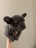 French Bulldog puppy, a female French Bulldog for sale in Arvada, CO – Photo 6 of 6