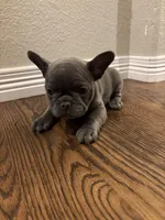 French Bulldog puppy, a female French Bulldog for sale in Arvada, CO – Photo 4 of 6