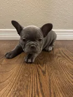 French Bulldog puppy, a female French Bulldog for sale in Arvada, CO – Photo 5 of 6