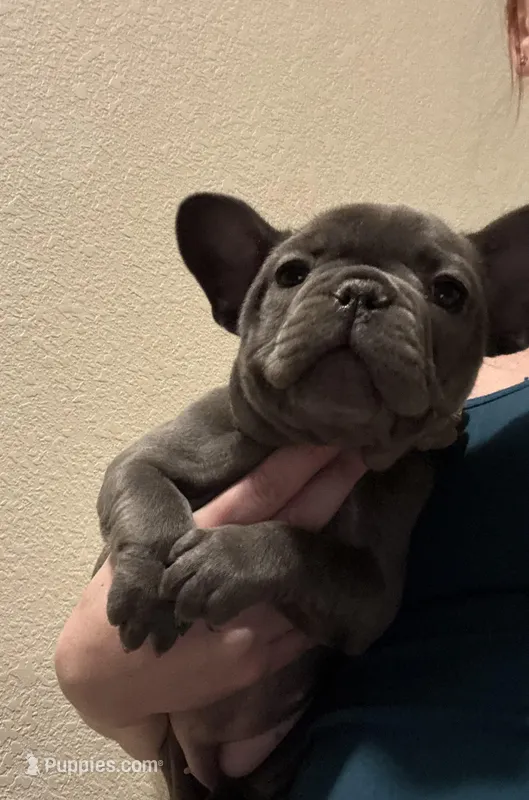 French Bulldog puppy