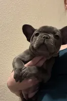 French Bulldog puppy, a female French Bulldog for sale in Arvada, CO – Photo 1 of 6