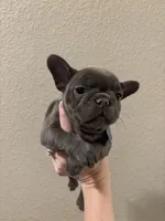 French Bulldog puppy, a female French Bulldog for sale in Arvada, CO – Photo 3 of 6