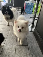BO BO, a male Pomeranian for sale in Enfield, CT – 3 of 3