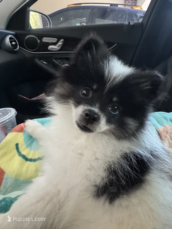 Billie – Pomeranian puppy for sale in Enfield, CT