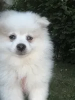 BO BO, a male Pomeranian for sale in Enfield, CT – 2 of 3