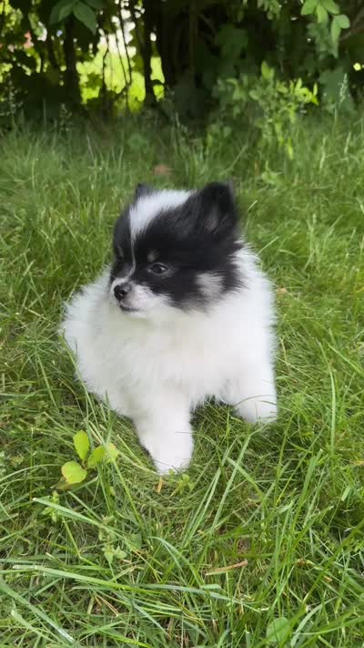 Billie, a female Pomeranian for sale in Enfield, CT – 4 of 4