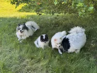 Billie, a female Pomeranian for sale in Enfield, CT – 2 of 4
