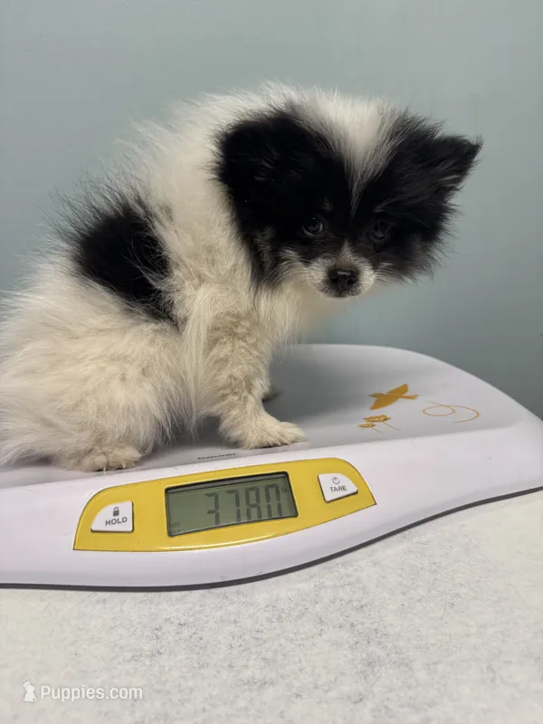 Billie – Pomeranian puppy for sale in Enfield, CT