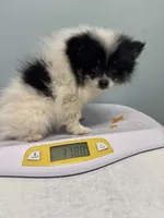 Billie, a female Pomeranian for sale in Enfield, CT – 1 of 4