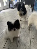 Billie, a female Pomeranian for sale in Enfield, CT – 3 of 4