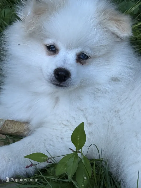 BO BO – Pomeranian puppy for sale in Enfield, CT