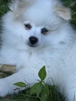 BO BO, a male Pomeranian for sale in Enfield, CT – 1 of 3
