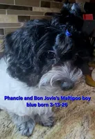 ON HOLD Boy Blue -Roan black and white coat, a male Maltipoo for sale in Middleburg, FL – 3 of 6