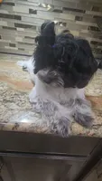 ON HOLD Boy Blue -Roan black and white coat, a male Maltipoo for sale in Middleburg, FL – 6 of 6
