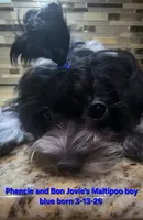 ON HOLD Boy Blue -Roan black and white coat, a male Maltipoo for sale in Middleburg, FL – 5 of 6