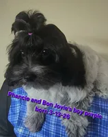 Boy Purple-Roan black and white, a male Maltipoo for sale in Middleburg, FL – 5 of 5