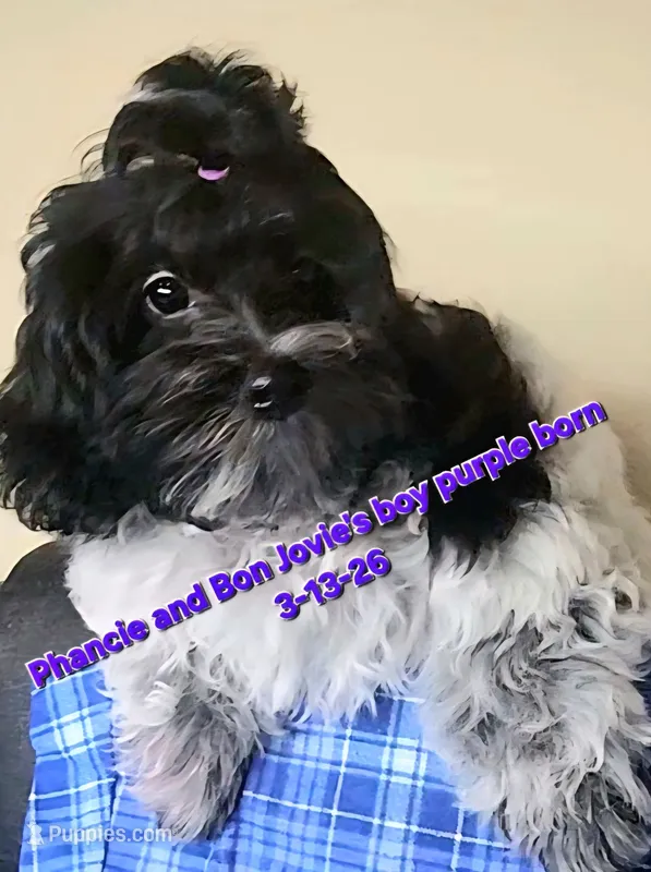 Boy Purple-Roan black and white – Maltipoo puppy for sale in Middleburg, FL