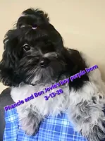 Boy Purple-Roan black and white, a male Maltipoo for sale in Middleburg, FL – 1 of 5