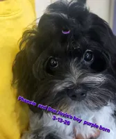 Boy Purple-Roan black and white, a male Maltipoo for sale in Middleburg, FL – 4 of 5