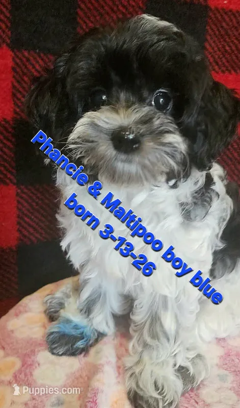 Boy Blue -Roan black and white coat – Maltipoo puppy for sale in Middleburg, FL