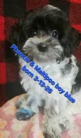 Boy Blue -Roan black and white coat, a male Maltipoo for sale in Middleburg, FL – 1 of 1