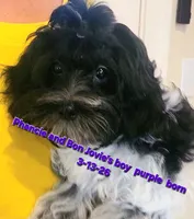 Boy Purple-Roan black and white, a male Maltipoo for sale in Middleburg, FL – 3 of 5