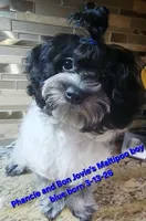 ON HOLD Boy Blue -Roan black and white coat, a male Maltipoo for sale in Middleburg, FL – 4 of 6