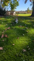 Rosey, a female Border Collie for sale in Columbiana, OH – 5 of 6