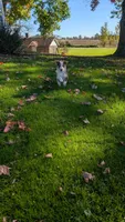 Rosey, a female Border Collie for sale in Columbiana, OH – 4 of 6